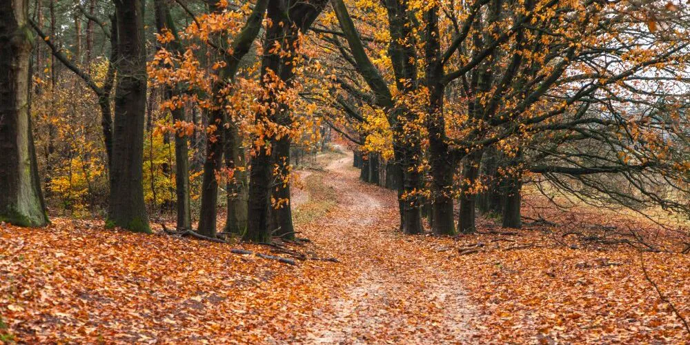 autumn-new